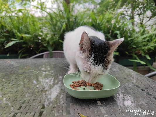 以幸福生活为追求，开心猫舍小雨君的猫咪抚养日记与美味饮食分享