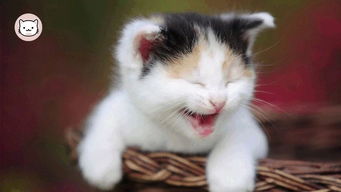 (猫之宿约者百度百科)猫之宿约者凉了吗？探讨它在时代背景下的重要性和影响力