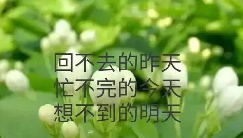 (昨日已忘明日无忧)无忧昨日欢愉何甘蓝，免费阅读全文尽在你的指尖